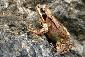 Grasfrosch