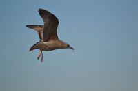 Junge Mantelm&ouml;we im Anflug