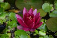 Seerose im kleinen Gartenteich