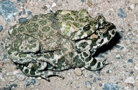 Bufo Viridis