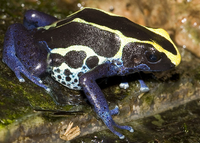 Dendrobates