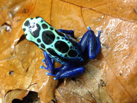 Dendrobates