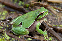 Hyla