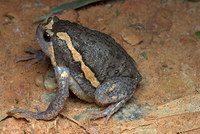 Kaloula, Ochsenfrosch, Reisfrosch