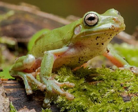 Litoria