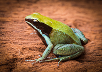 Mantella