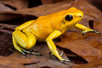 Phyllobates